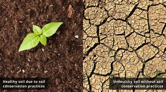 Aerobic vs Anaerobic Soil Conditions