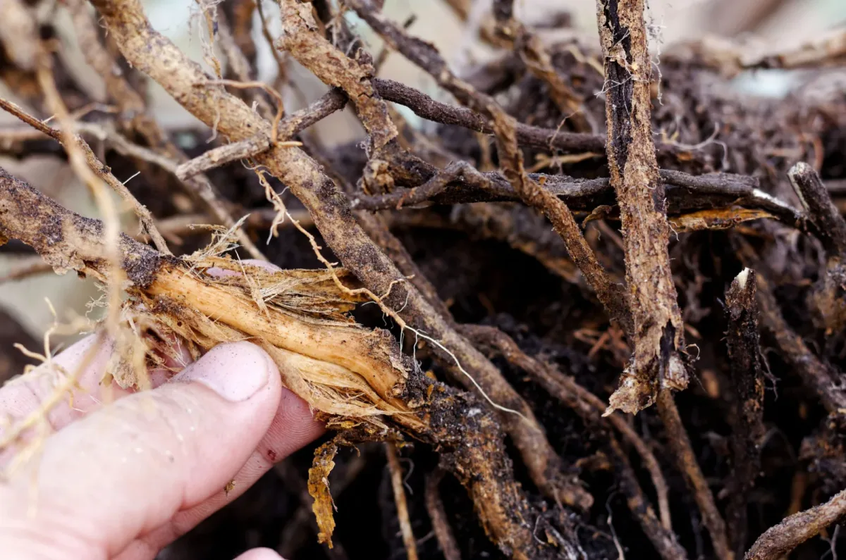 anaerobic soil root rot terrarium