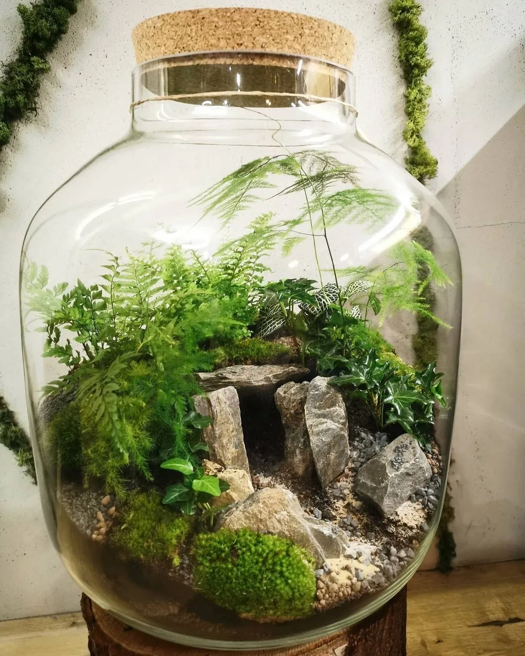 Best terrarium for ferns