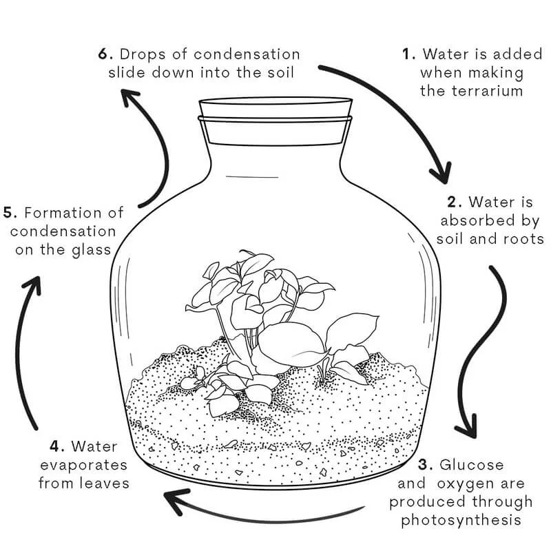 Carbon Equilibrium: Why Sealed Terrariums Balance