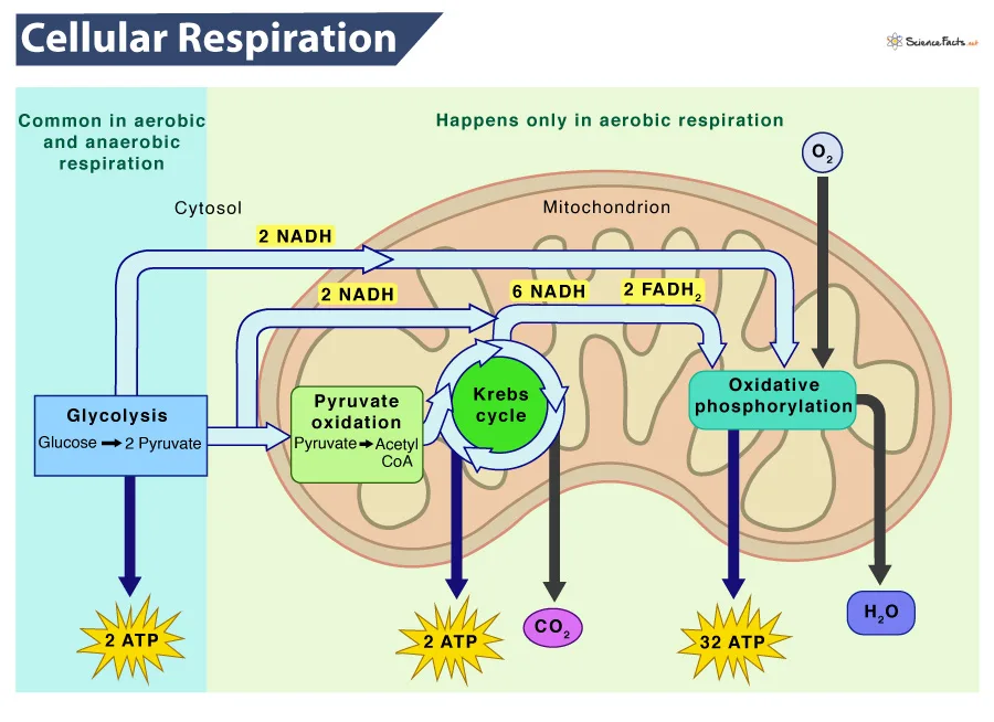 Cellular Respiration Diagram