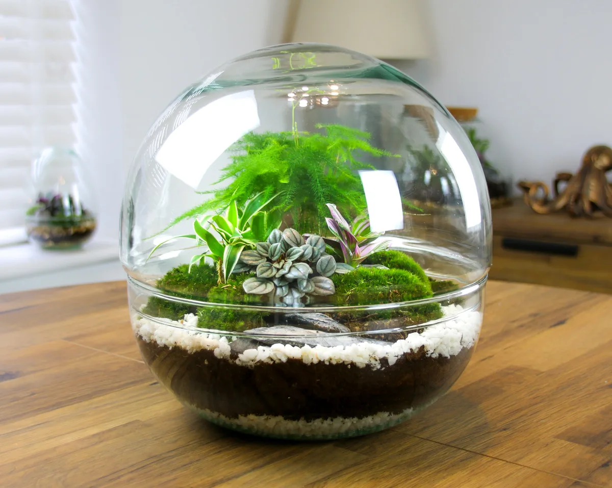 Cellular Respiration: What Plants Do at Night in Terrarium