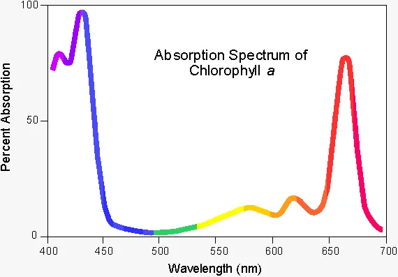 Chlorophyll absorption spectrum