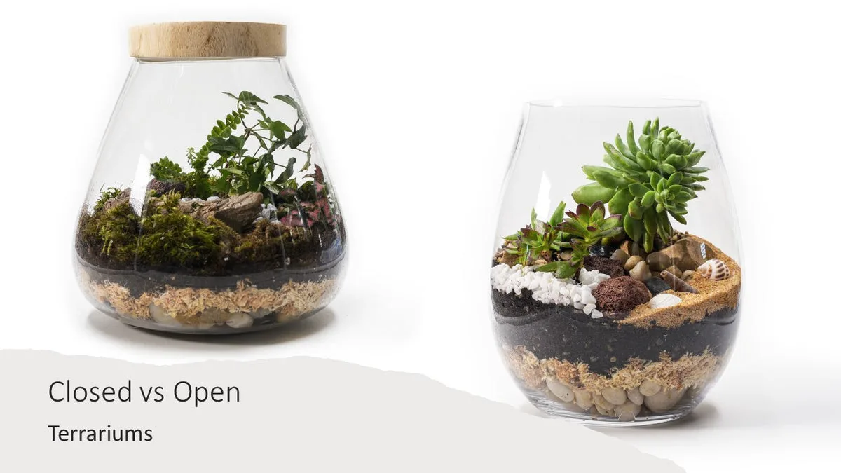 Closed vs. Open Terrarium