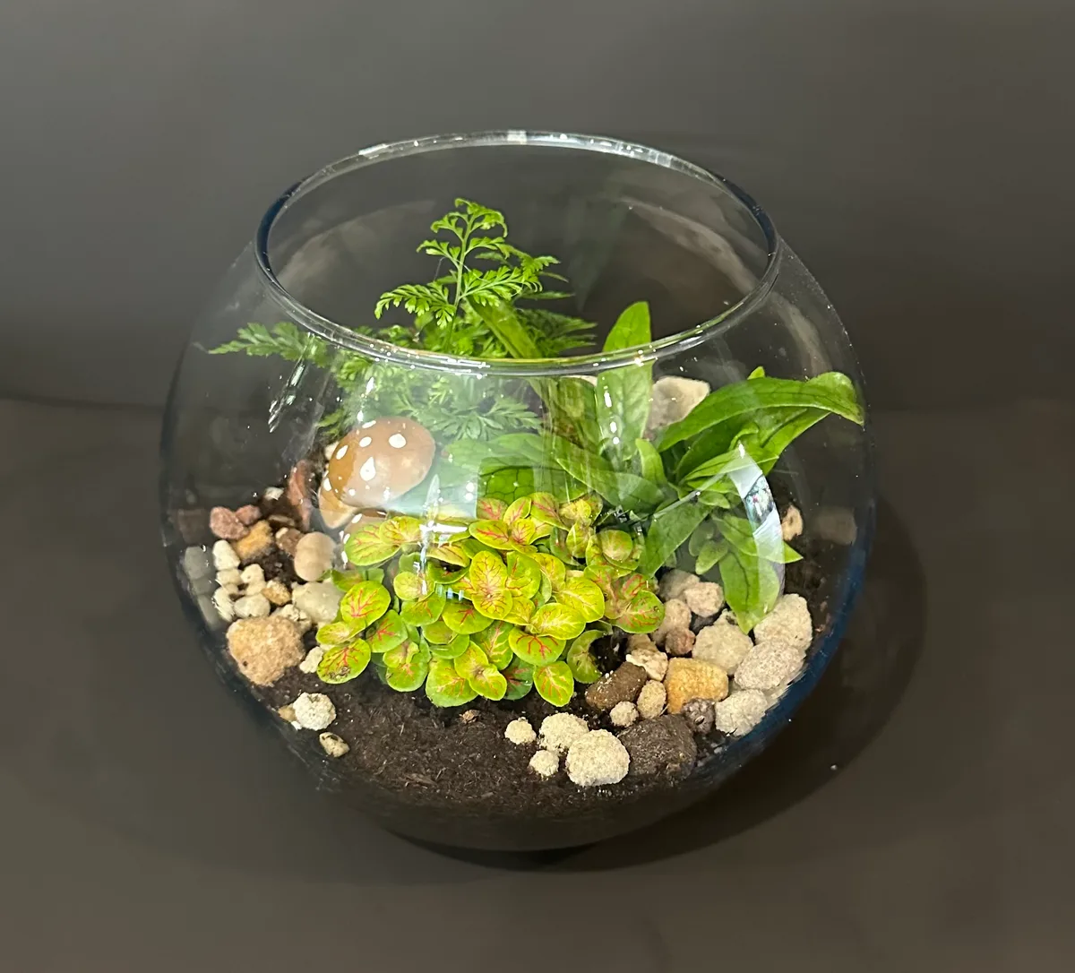 closed vs open terrarium