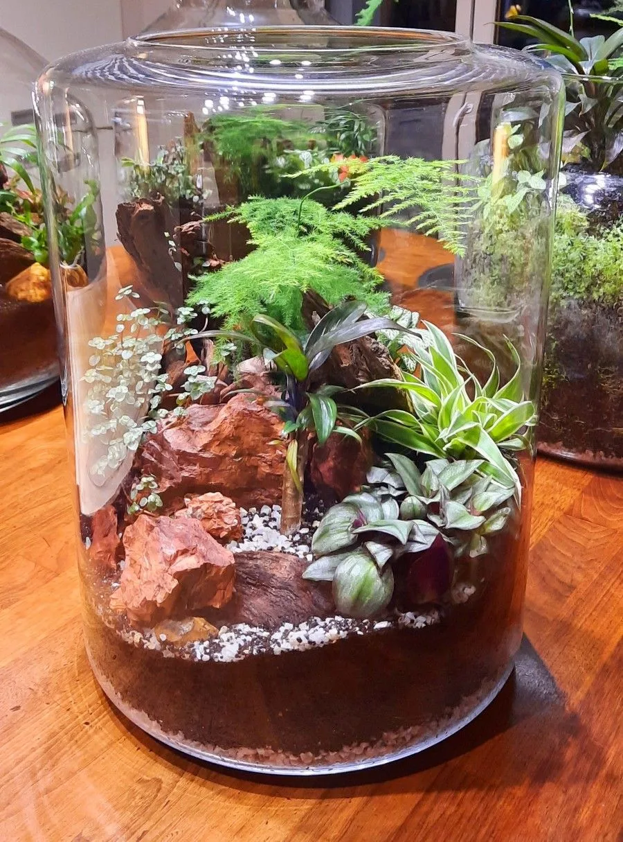 Closed vs. Open Terrarium