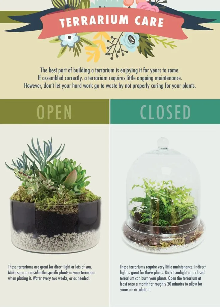 Closed vs Open Terrarium Plants