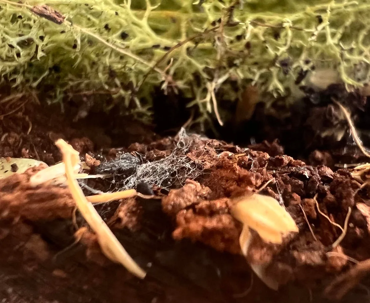 common terrarium mistakes