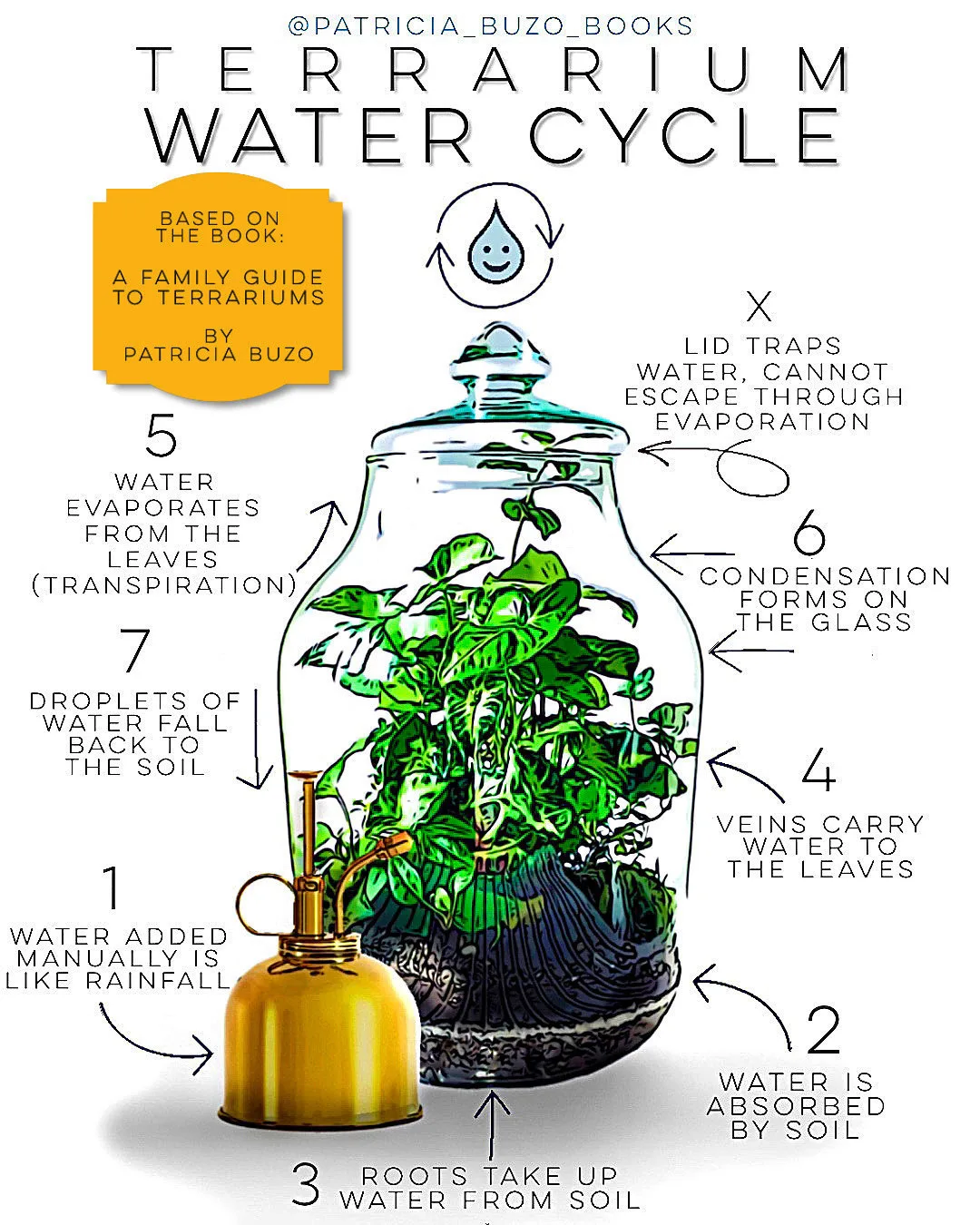 Condensation and water cycle dynamics
