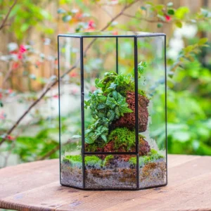 Container Size: How Big Should Your Terrarium Be?