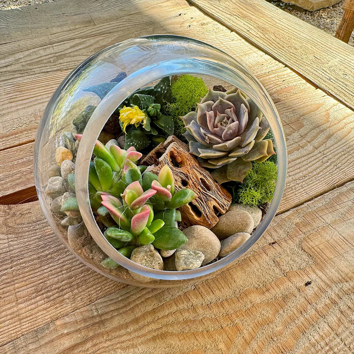desert terrarium with succulents