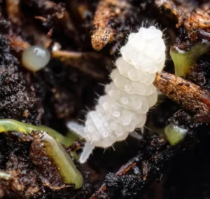 Detritivores in Terrarium: The Workers Who Break Down Waste