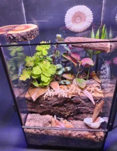 Detritivores in Terrarium: The Workers Who Break Down Waste