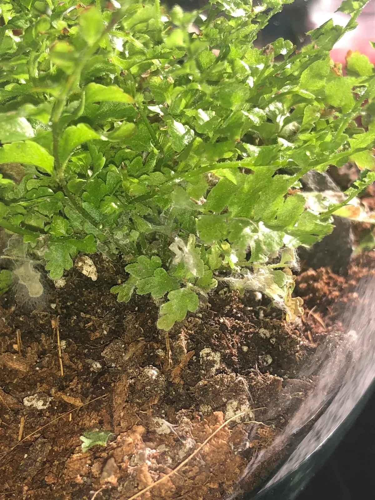 ecosystem collapse