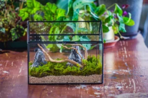 Glass vs. Acrylic Terrarium Containers