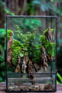 Glossary: Terrarium Definitions