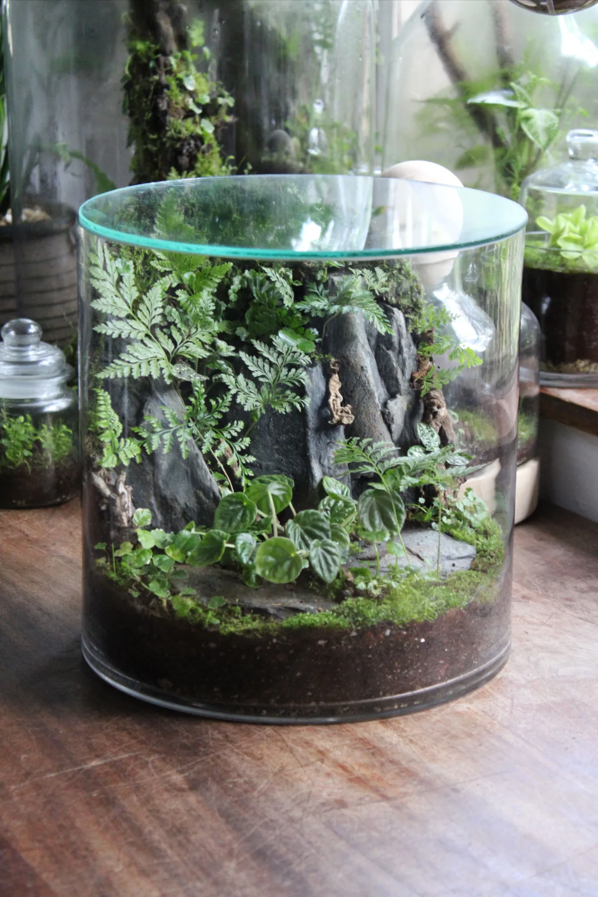 Healthy Green Terrarium Plants Lighting