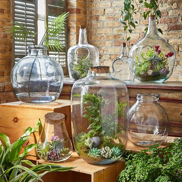 How to Choose the Right Terrarium Container