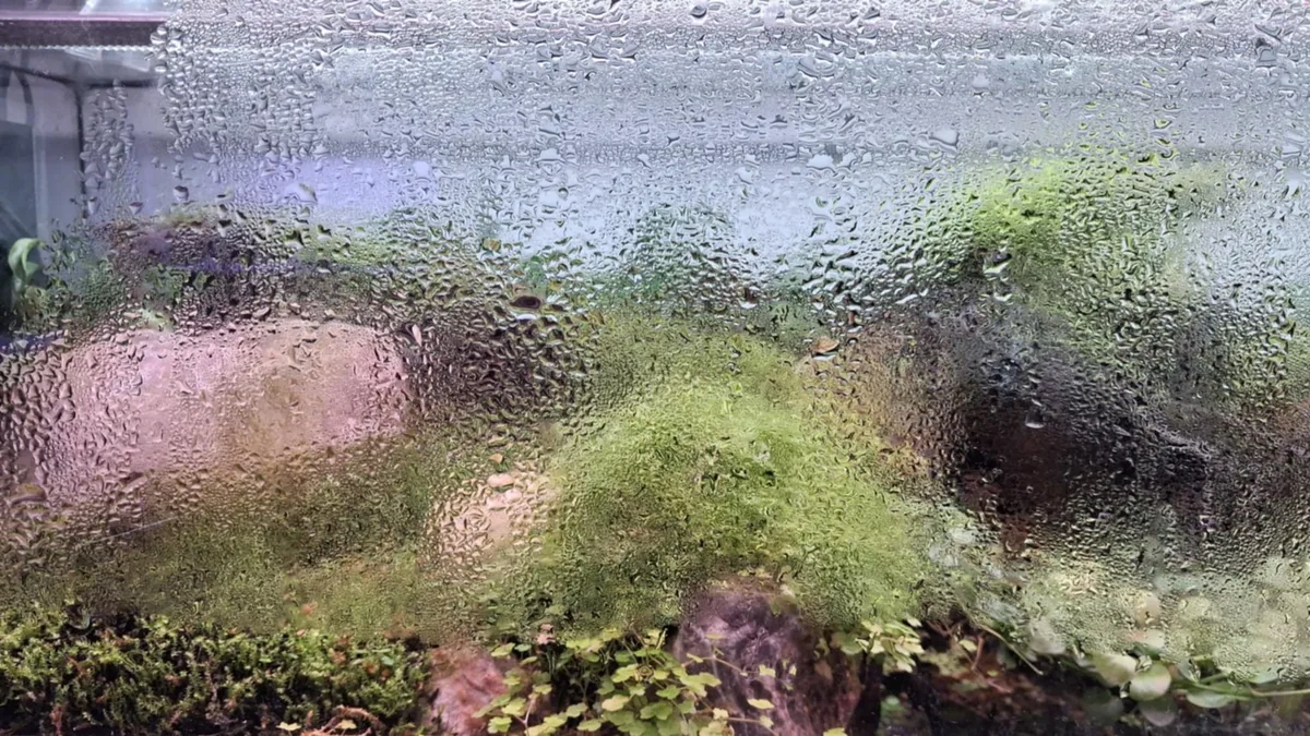 how to fix overwatered terrarium