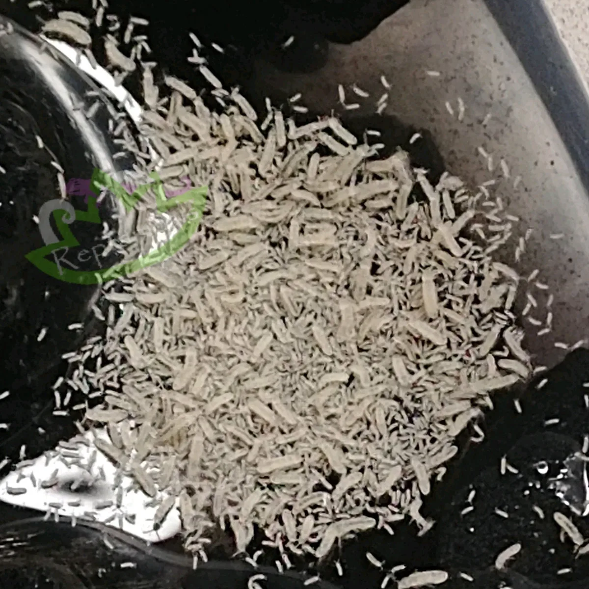 Introducing Springtails to Terrarium