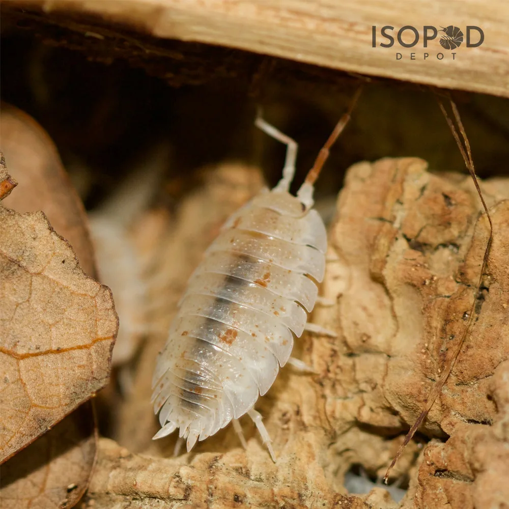 Isopods vs Springtails