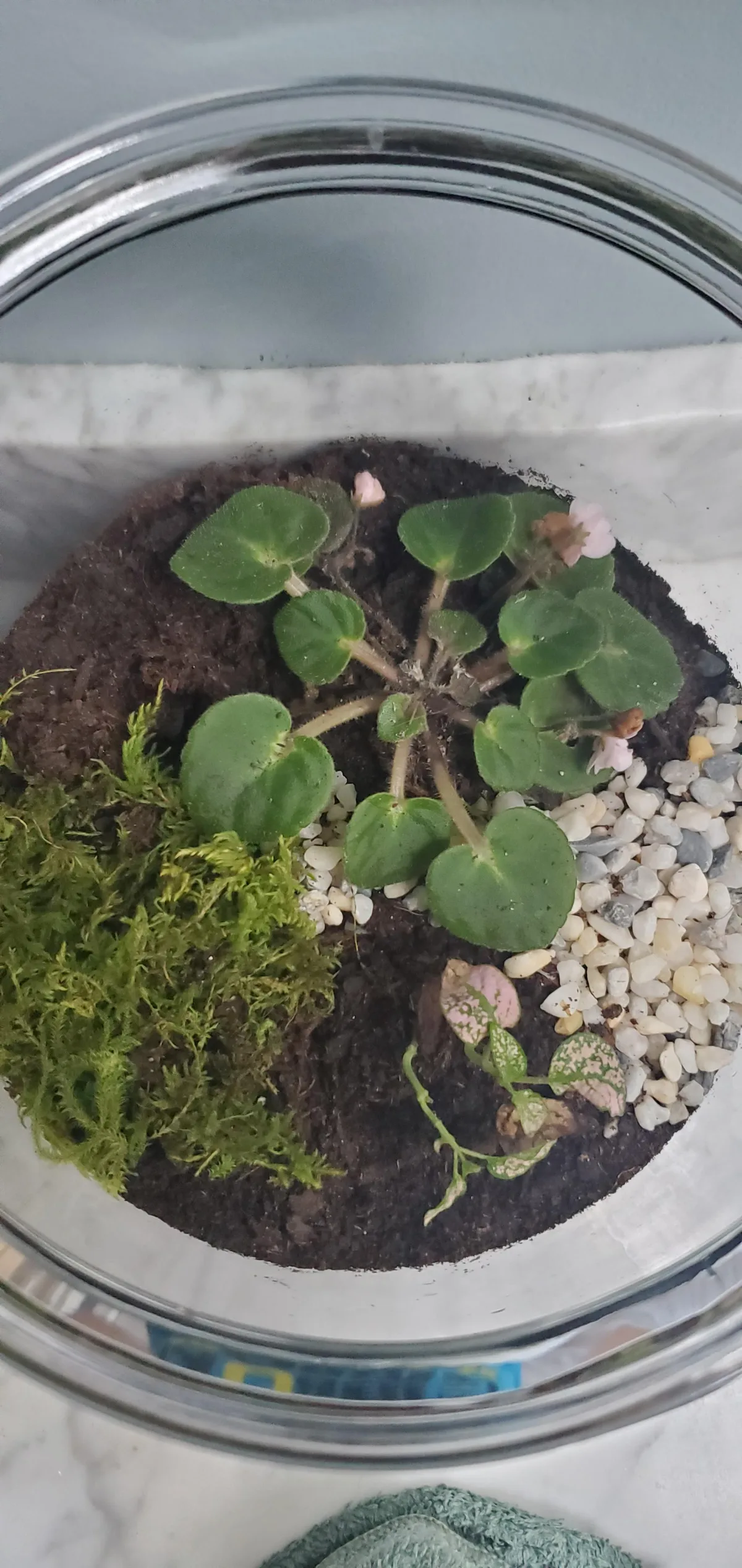 Leaf Litter Decomposition in Terrarium