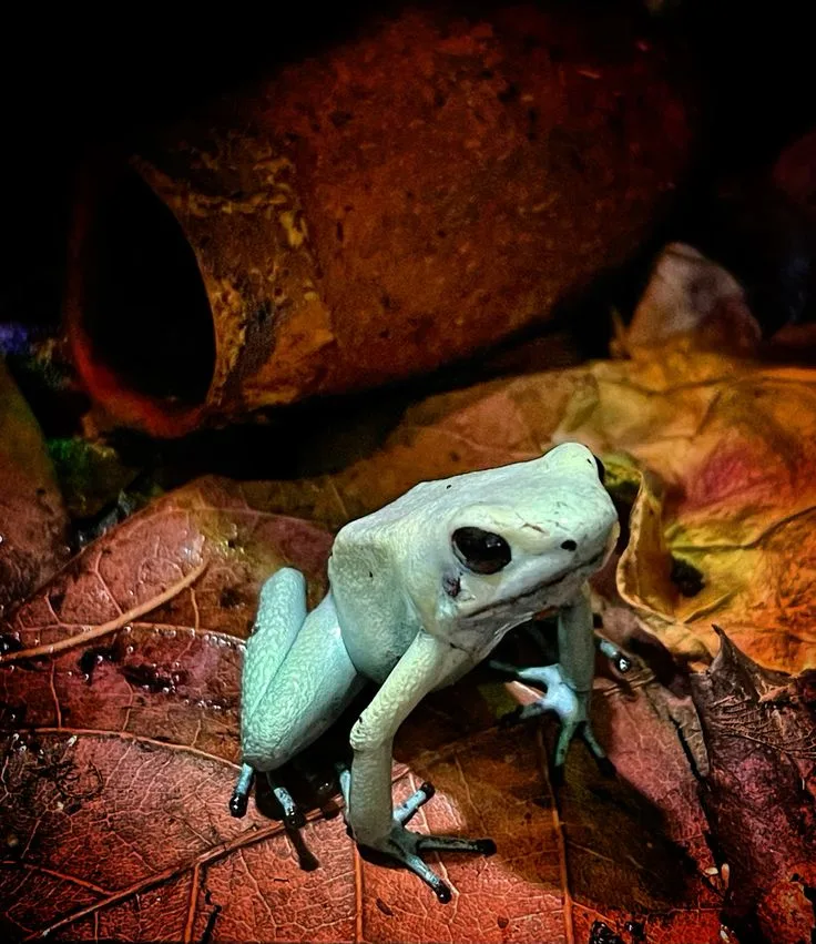 leaf litter in terrarium