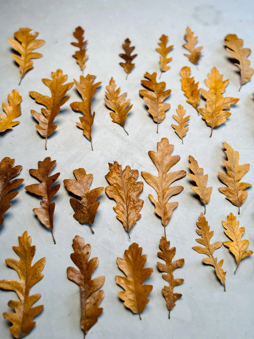 Leaf Litter in Terrariums: Why It’s Essential