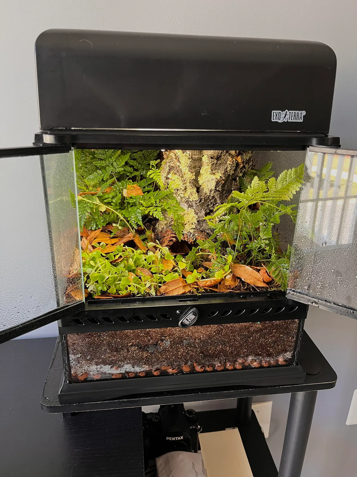 leaf litter layer depth in terrarium