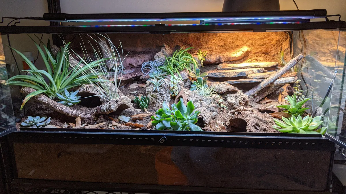 Leopard Gecko Enclosure