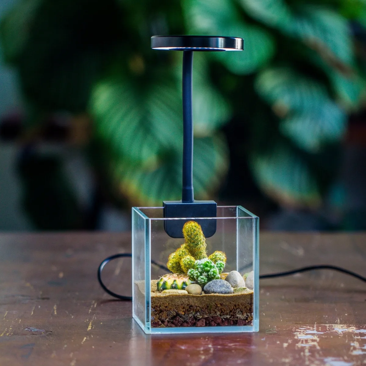 Light Spectrum and PAR: What Terrarium Plants Actually Use