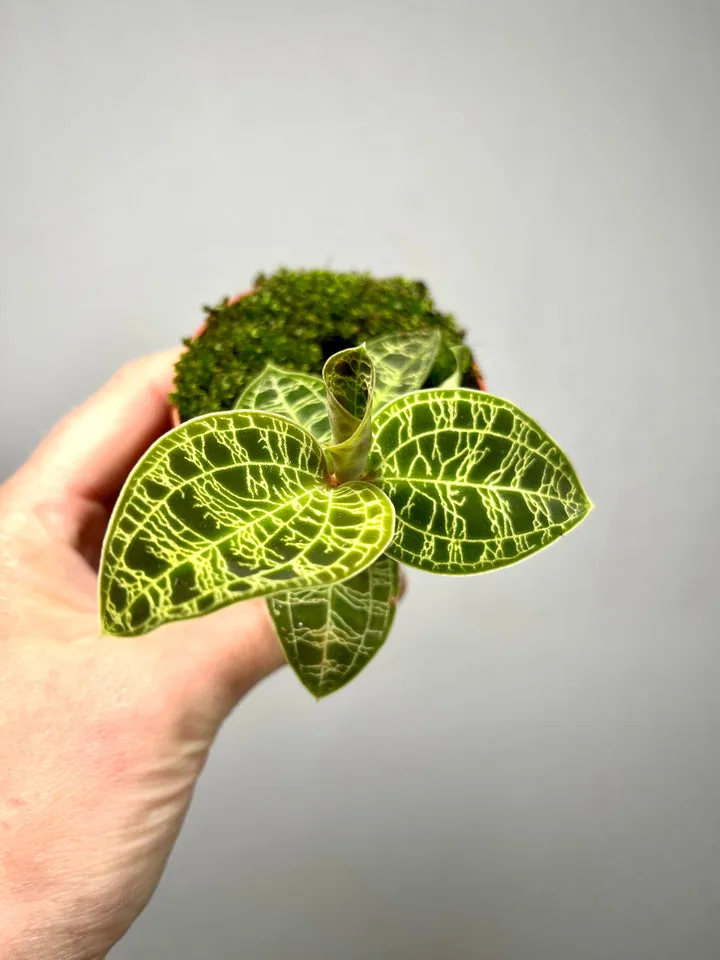 Macodes petola