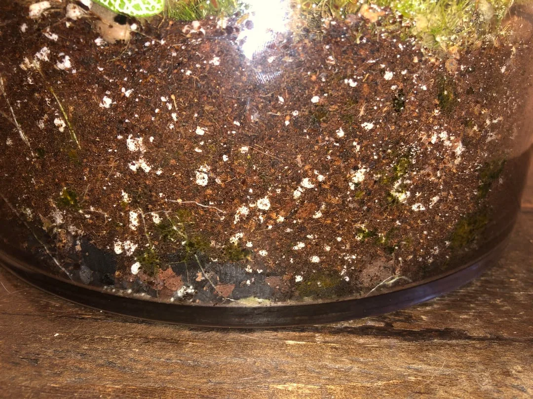 Mold Management in Terrarium