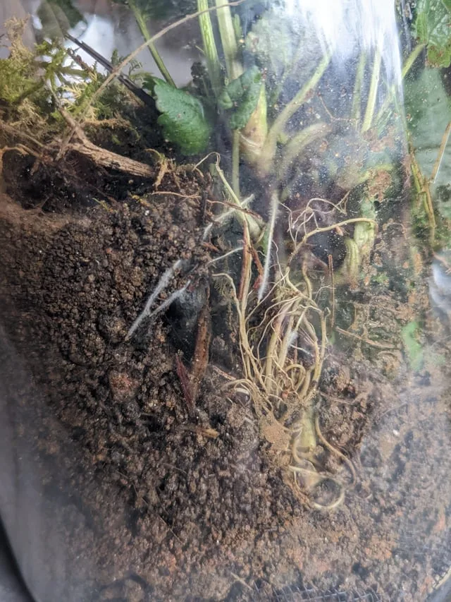 Moldy roots from excess moisture in terrarium