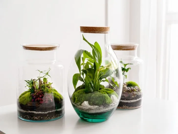 moldy terrarium