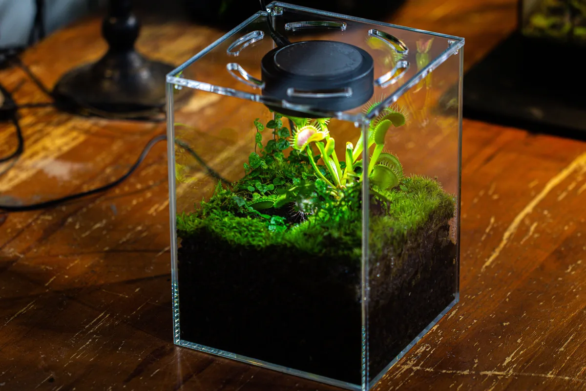 natural vs artificial light for terrariums