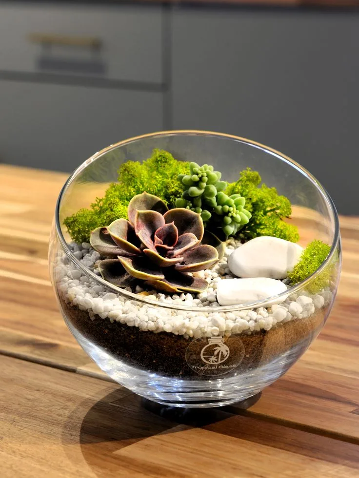 open desert succulent terrarium