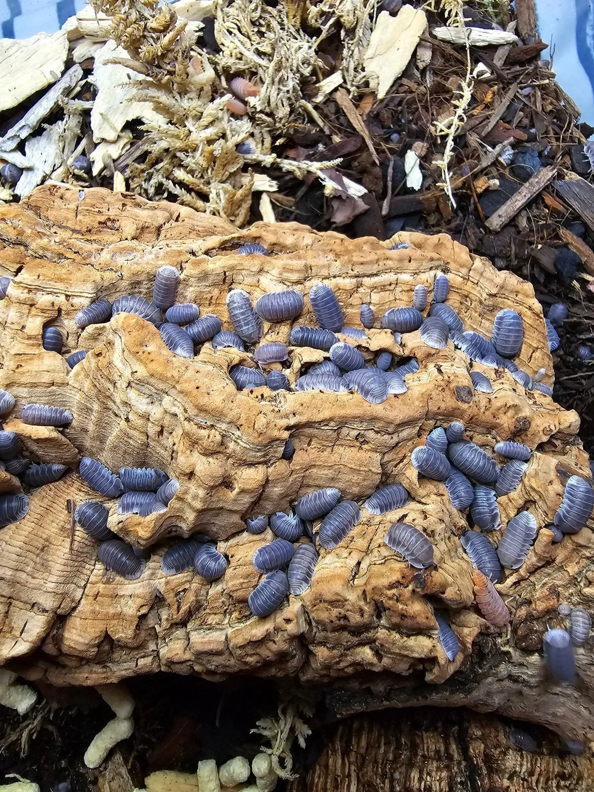 Overcrowded Terrarium Clean-up Crew