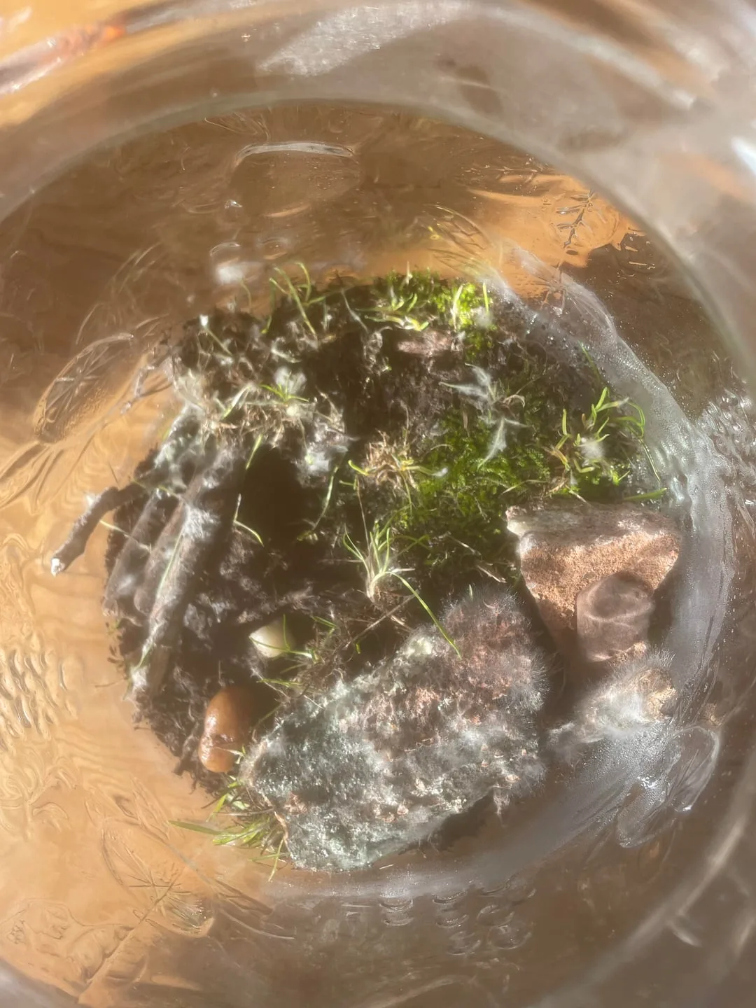 Overwatered Terrarium Condensation Mold