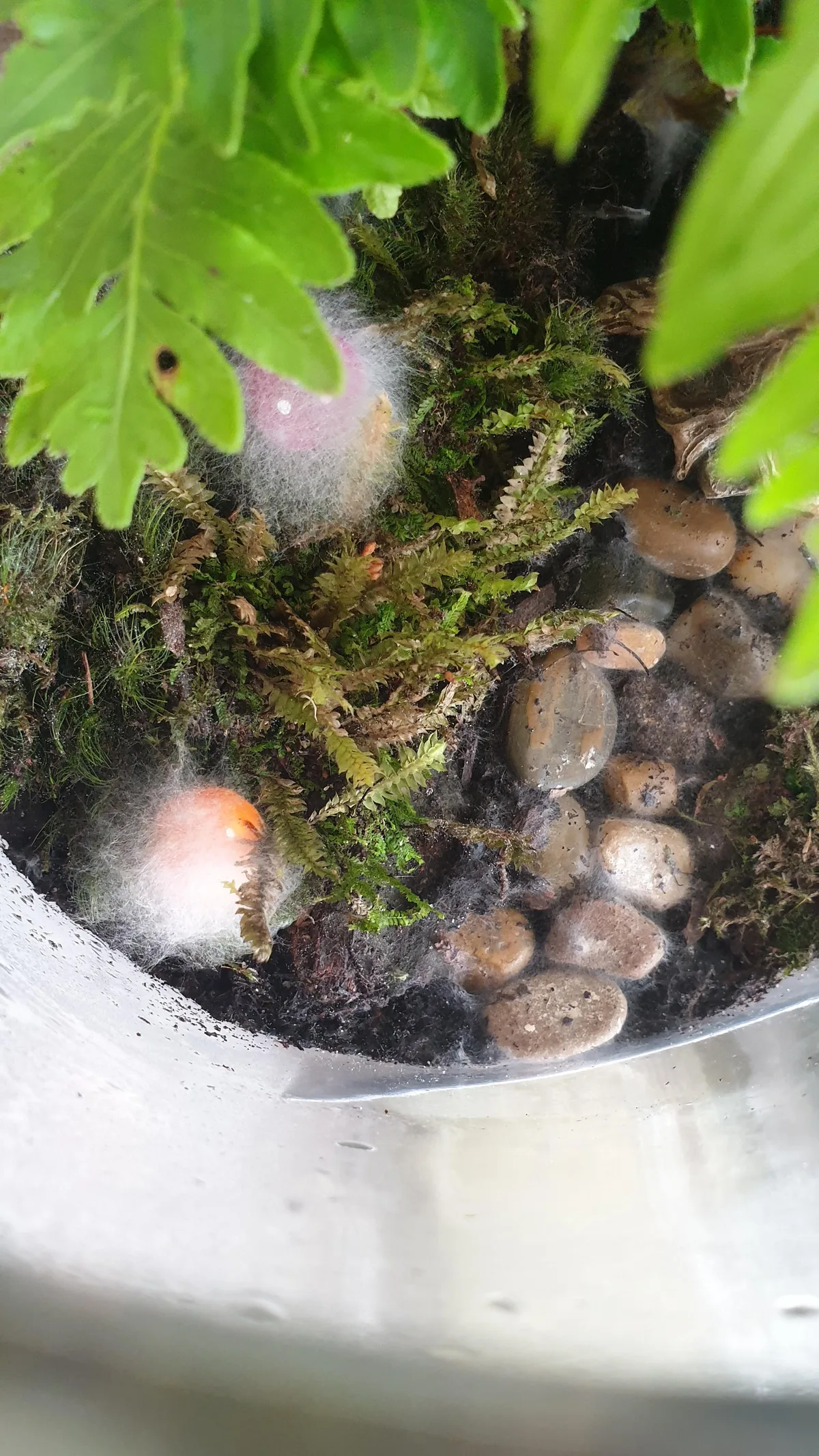 overwatered terrarium mold