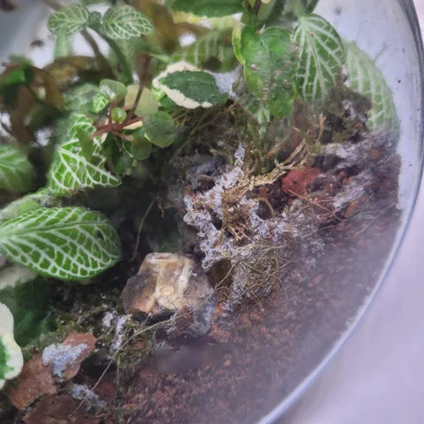 Overwatered Terrarium Mold