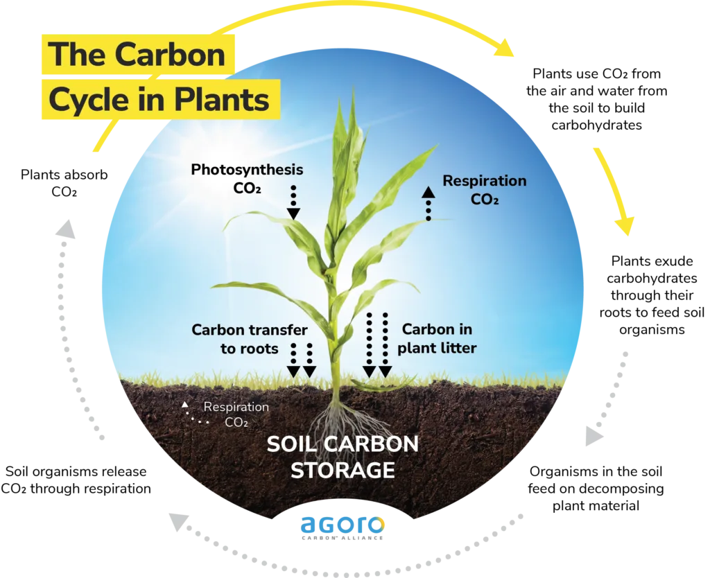 Oxygen Carbon Dioxide Cycle in Terrarium