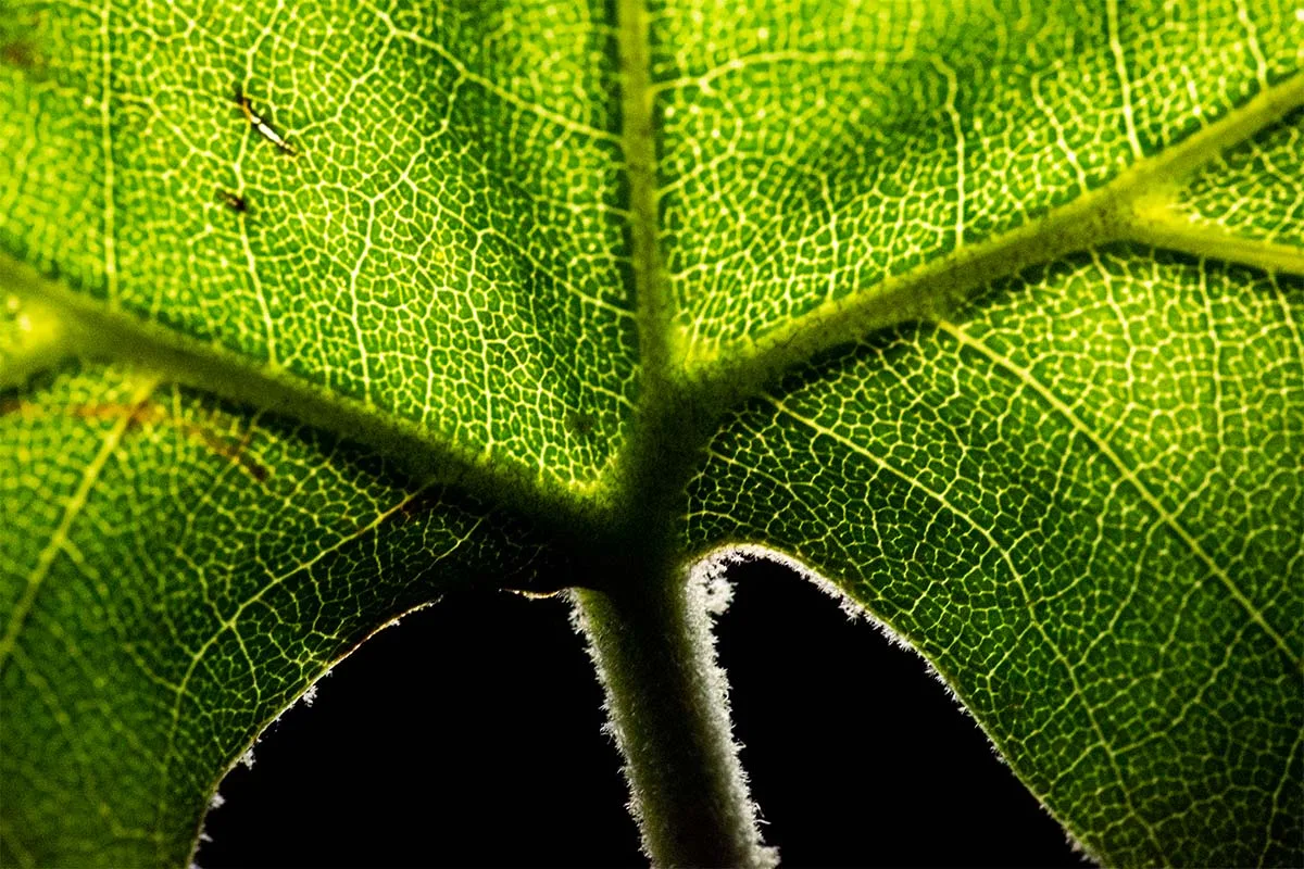 Photosynthesis oxygen production