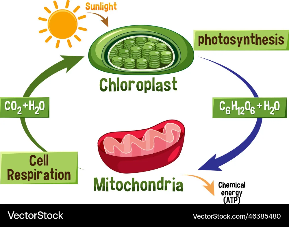 Photosynthesis Respiration Closed Loop