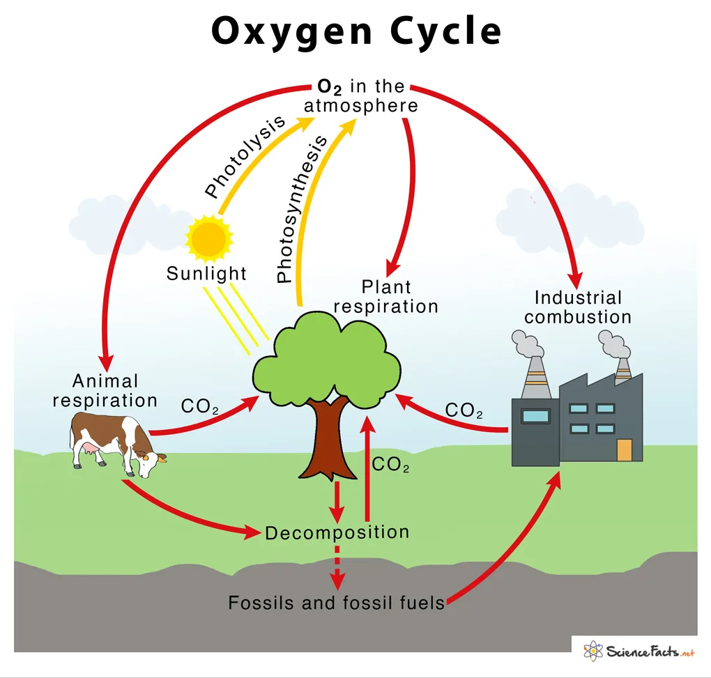Photosynthesis Respiration Cycle