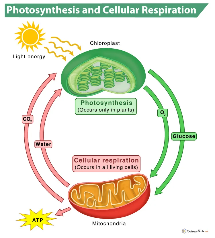 Plant respiration night CO2
