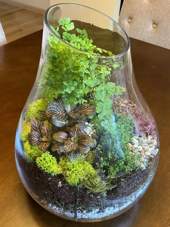 plants for a closed terrarium