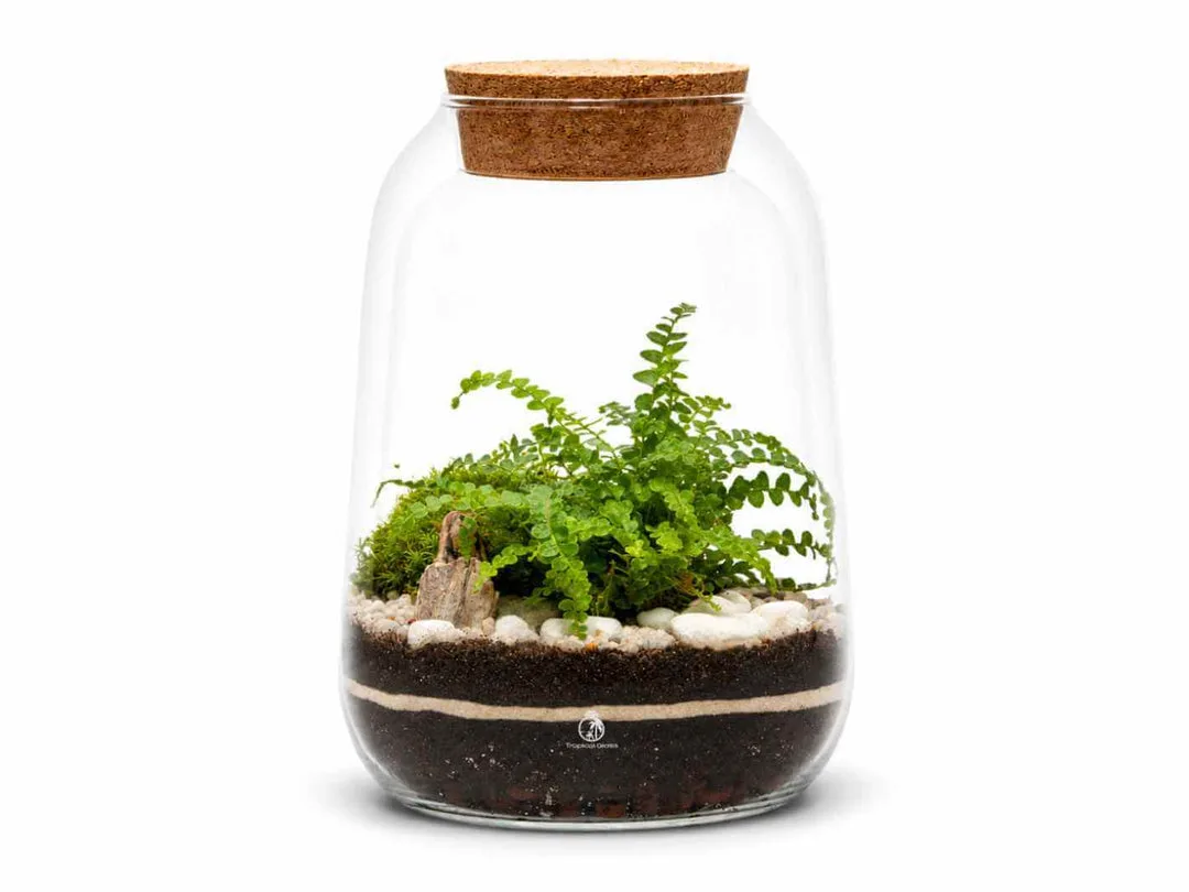 Plants to AVOID in Terrariums