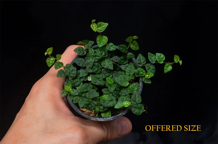 Poisonous creeping vine overgrowing terrarium