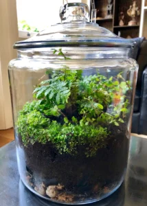 Relative Humidity vs. Absolute Humidity in Terrarium